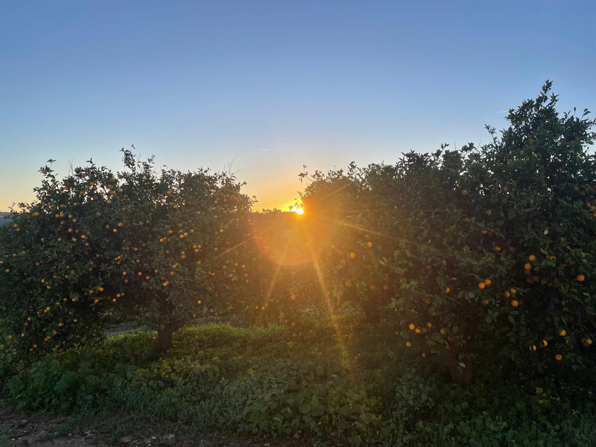 Orange Grove Residence Силвеш Экстерьер фото