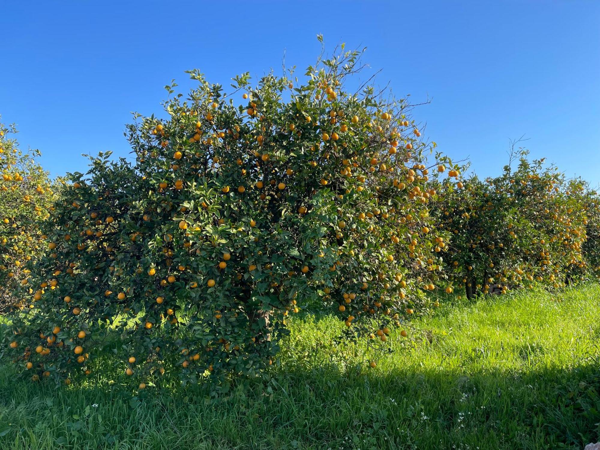 Orange Grove Residence Силвеш Экстерьер фото