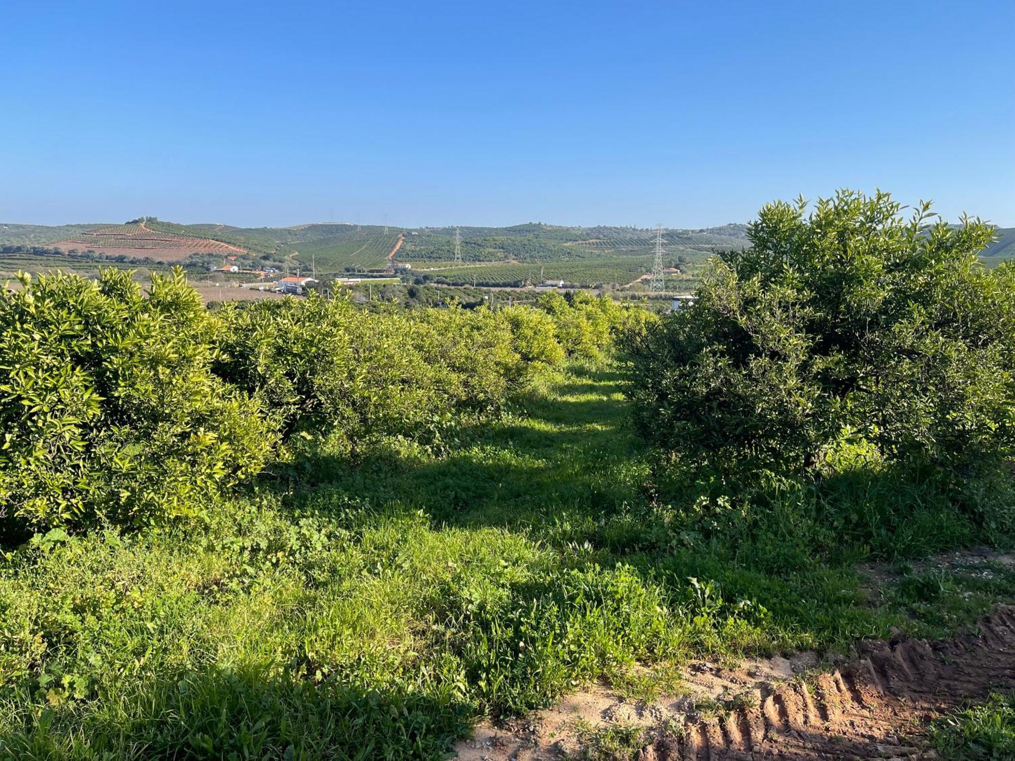 Orange Grove Residence Силвеш Экстерьер фото
