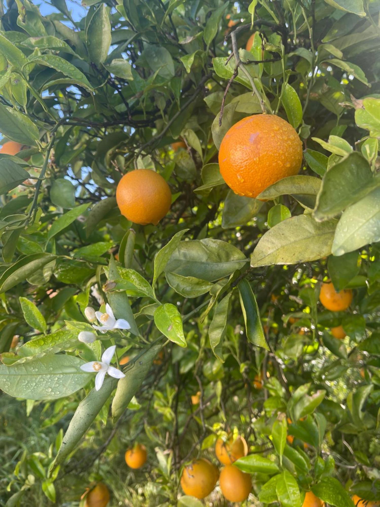Orange Grove Residence Силвеш Экстерьер фото